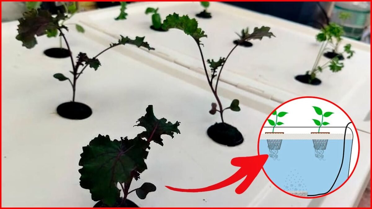 Cómo Hacer Un Sistema De Cultivo Hidropónico Dwc Casero Paso A Paso