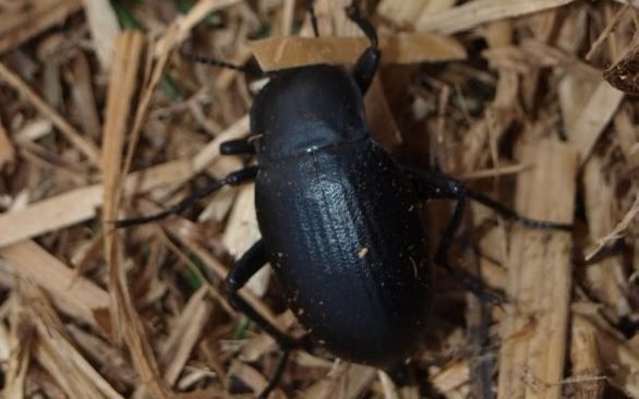 insectos de paja